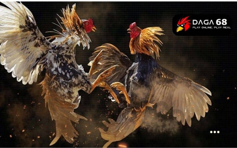 Có nhiều tin đồn về daga68 có lừa đảo không