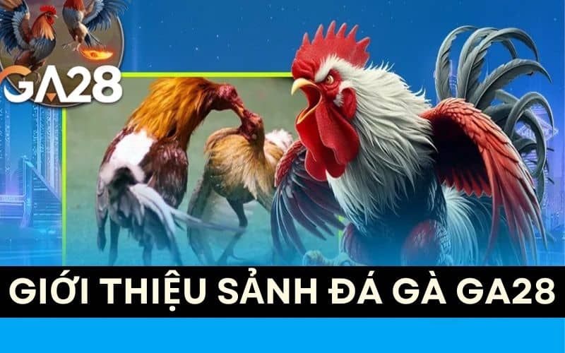 Sảnh đá gà GA28 cung cấp các hình thức đặt cược đá gà